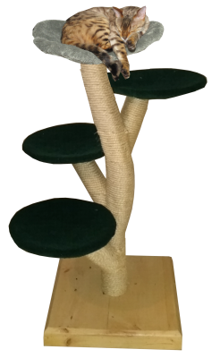 The medium Beanstalk