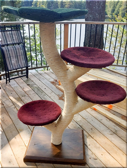 The medium Beanstalk