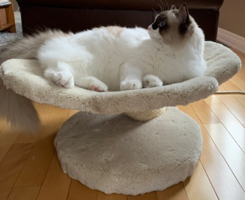 The single Lily Pad