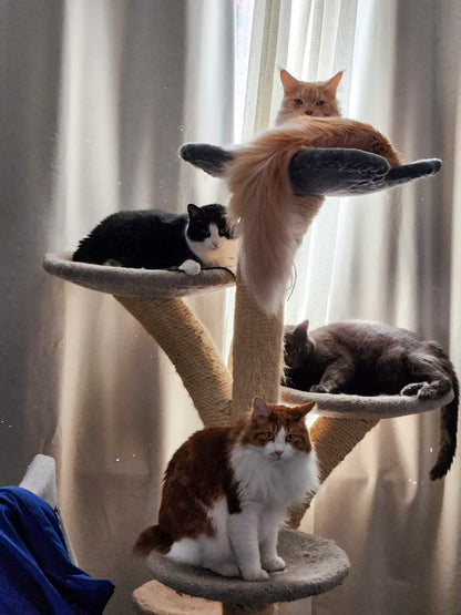Four-tier Stratus tree