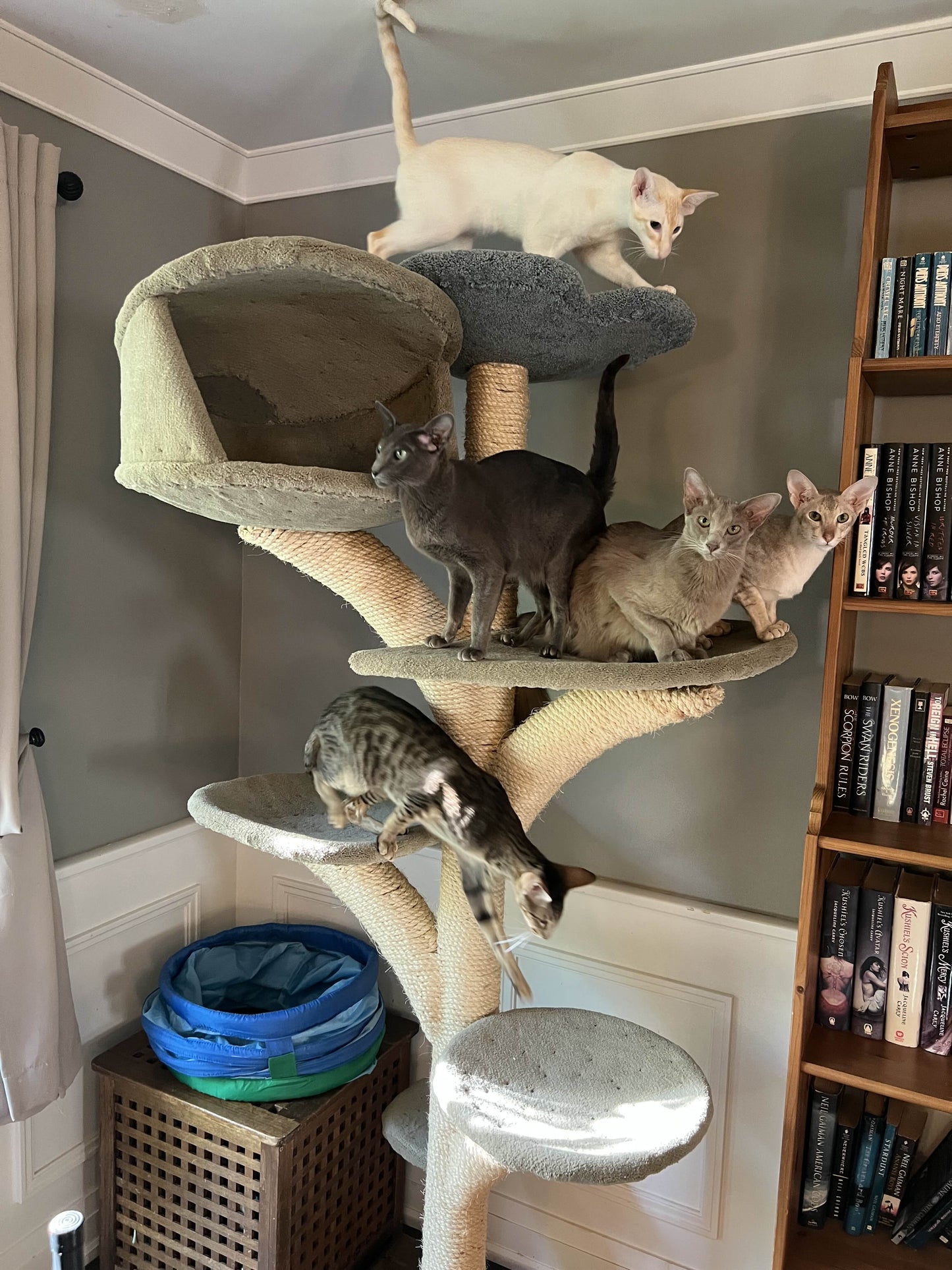 Six-tier Stratus tree